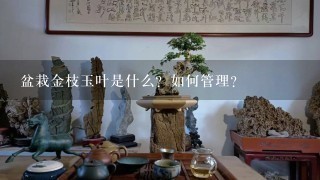 盆栽金枝玉叶是什么？如何管理？