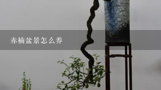 赤楠盆景怎么养