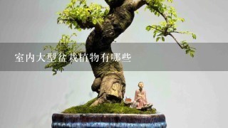 室内大型盆栽植物有哪些