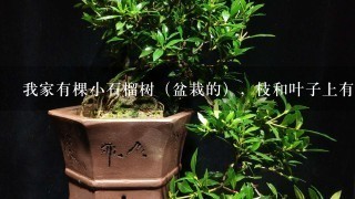 我家有棵小石榴树（盆栽的），枝和叶子上有许多小腻虫，问怎样根治？那位朋友给帮帮忙。多谢了！