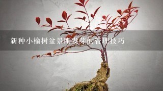 新种小榆树盆景刚发芽的管理技巧