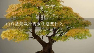 山石盆景栽种需要注意些什么