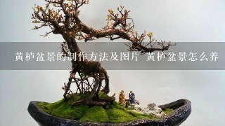 黄栌盆景的制作方法及图片 黄栌盆景怎么养