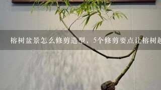 榕树盆景怎么修剪造型，5个修剪要点让榕树越长越好看