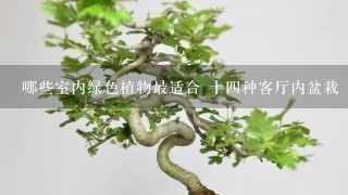 哪些室内绿色植物最适合 十4种客厅内盆栽