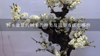 树木盆景的树干的种类及造型方法有哪些