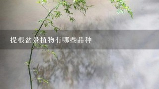 提根盆景植物有哪些品种