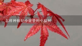 怎样种植好小盆景的小榆树