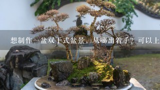 想制作1盆双干式盆景，从哪出着手？可以上手简单，