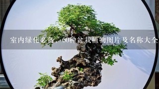 室内绿化必备，60种盆栽植物图片及名称大全