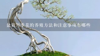 盆栽月季花的养殖方法和注意事项有哪些