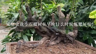 家庭盆栽小石榴树在早晚什么时候施肥好呢?