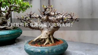 玉树嫁接长寿花后夏天能晒太阳？