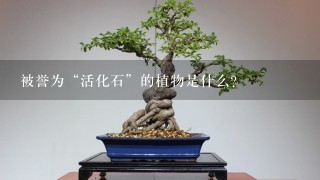 被誉为“活化石”的植物是什么？