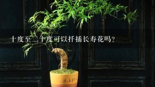 十度至2十度可以扦插长寿花吗？