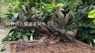 拧杆式石榴盆景制作方法？