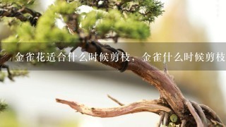 金雀花适合什么时候剪枝，金雀什么时候剪枝图解