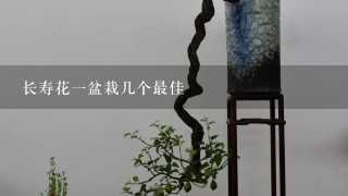 长寿花1盆栽几个最佳