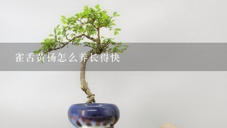 雀舌黄杨怎么养长得快