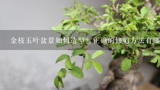 金枝玉叶盆景如何造型？正确的修剪方法有哪些？