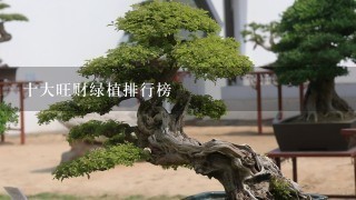 十大旺财绿植排行榜