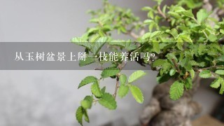 从玉树盆景上掰1枝能养活吗？