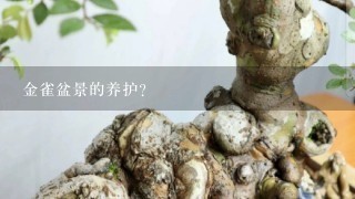 金雀盆景的养护？