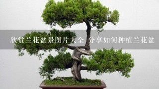 欣赏兰花盆景图片大全 分享如何种植兰花盆