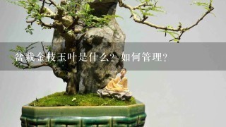 盆栽金枝玉叶是什么？如何管理？