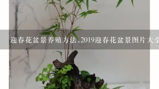 迎春花盆景养殖方法,2019迎春花盆景图片大全