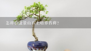 怎样在盆景山石上培养苔藓？