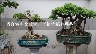 适合室内盆栽大叶子植物都有哪些？