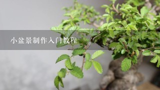 小盆景制作入门教程