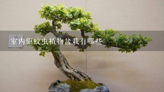 室内驱蚊虫植物盆栽有哪些