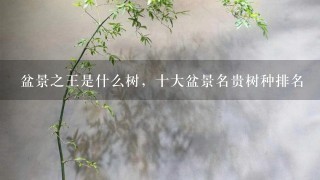 盆景之王是什么树，十大盆景名贵树种排名