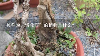 被称为“活化石”的植物是什么？