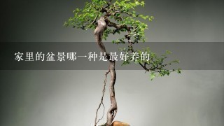 家里的盆景哪1种是最好养的