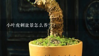 小叶虎刺盆景怎么养？