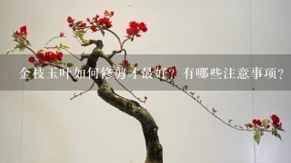 金枝玉叶如何修剪才最好？有哪些注意事项？