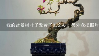 我的盆景树叶子发黄了怎么办？另外我把照片贴上大家看看叫什么名字啊，谢谢