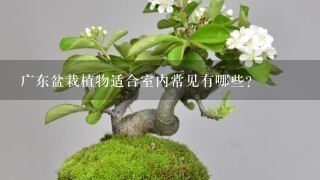广东盆栽植物适合室内常见有哪些？