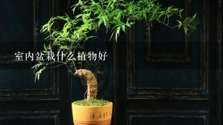 室内盆栽什么植物好