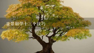 盆景初学十3个技巧