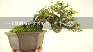 小盆景的植物盆需要留1个小孔么？