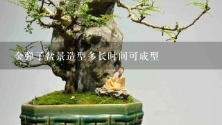 金弹子盆景造型多长时间可成型