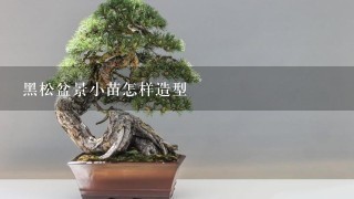 黑松盆景小苗怎样造型