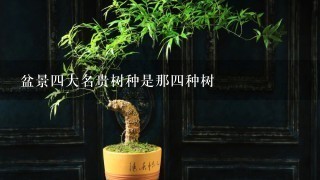 盆景4大名贵树种是那4种树