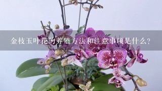 金枝玉叶花的养殖方法和注意事项是什么？