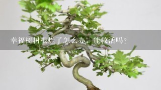 幸福树树根烂了怎么办，能救活吗？