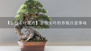 【金枝玉叶花卉】金枝玉叶的养殖注意事项